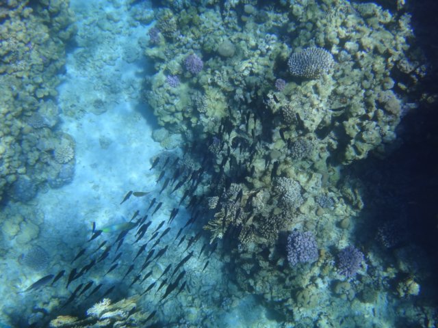 dsc02787.jpg