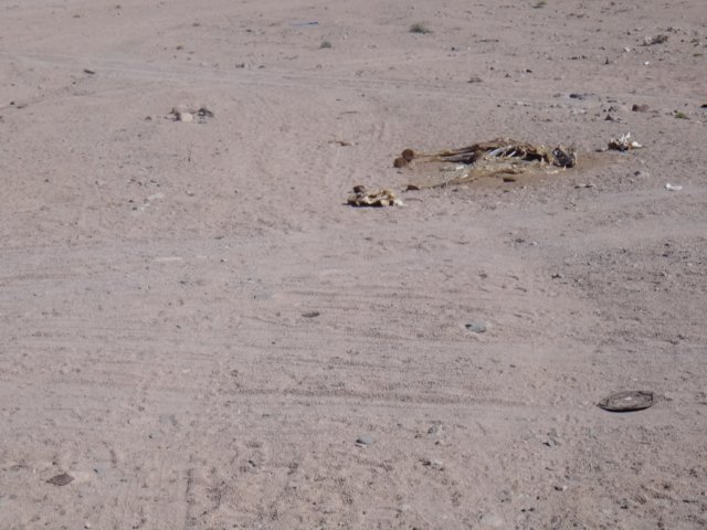 dsc02974.jpg
