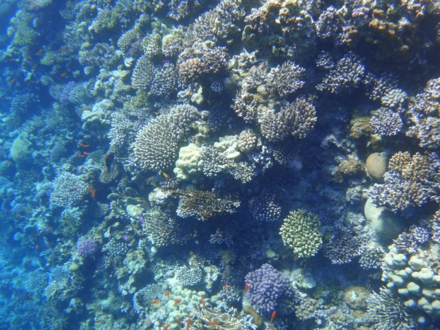 dsc03078.jpg