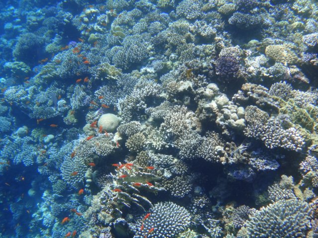 dsc03080.jpg