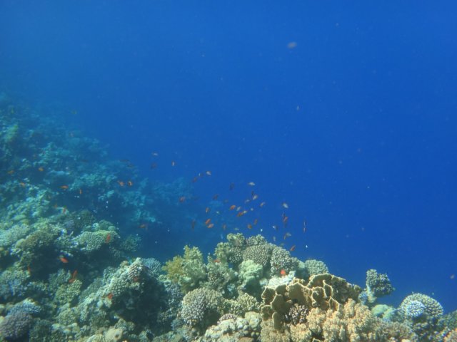 dsc03088.jpg